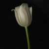 <p> </p><p>Colour 2005-2006: 6. White Tulip (March 2006 in Toronto)</p> 6