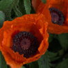 <p> </p><p>Colour 2005-2006: 13. Orange Poppies (June 2006 in Toronto)</p> 13