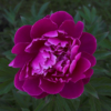 <p> </p><p>Colour 2005-2006: 23. Peony (June 2006 in Toronto)</p> 23