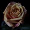 <p> </p><p>Colour 2006-2007: 15. Rose on Black Background (January 2007 in Toronto)</p> 15