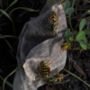 <p> </p><p>Colour 2006-2007: 17. Wasps (September 2006 in Toronto)</p> 17