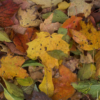 <p> </p><p>Colour 2006-2007: 9. Ottawa Leaves (October 2006 in Ottawa, Ontario)</p> 9