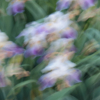 <p> </p><p>Colour 2016-2017: 22. Iris in Motion (June 2017 in Toronto)</p> 22