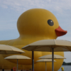 <p> </p><p>Colour 2016-2017: 3. Giant Duck (June 2017 in Toronto)</p> 3