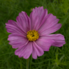 <p> </p><p>Colour 2017-2018: 22. Purple Daisy (August 2016 in Castor, Alberta)</p> 22