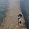 <p> </p><p>Colour 2017-2018: 5. Dog at Lake Ontario (July 2017 in Toronto)</p> 5