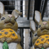 <p> </p><p>Colour 2018-2019: 19. Rabbits Bearing Gifts (May 2018 in Toronto)</p> 19