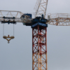 <p> </p><p>Colour 2019-2020: 10. Crane (April 2020 in Toronto)</p> 10