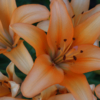 <p> </p><p>Colour 2019-2020: 19. Lilies (July 2020 in Toronto)<p> 19