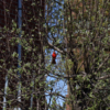 <p> </p><p>Colour 2019-2020: 4. Cardinal (May 2020 in Toronto)</p> 4
