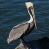 <p> </p><p>Colour 2019-2020: 14. Pelican (December 2019 in Fort Pierce, Florida)</p> 14