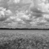 <p> </p><p>Black and White 1: 3. Wheat Field (August 2006 near Edmonton, Alberta)</p> 3