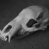 <p> </p><p>Black and White 1: 2. Bear Skull (August 2009 in Minnedosa, Manitoba)</p> 2