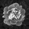 <p> </p><p>Black and White 1: 21. Peony (June 2006 in Toronto)</p> 21