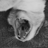 <p> </p><p>Black and White 1: 9. Cat's Mouth (June 2006 in Toronto)</p> 9