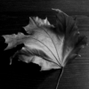 <p> </p><p>Black and White 1: 16. Maple Leaf (December 2005 in Toronto)</p> 16