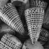 <p> </p><p>Black and White 2: 24. Cone Shells (November 2008 in Tarpon Springs, Florida)</p> 24