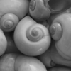 <p> </p><p>Black and White 2: 1. Round Shells (November 2008 in Tarpon Springs, Florida)</p> 1