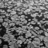 <p> </p><p>Black and White 2: 13. Lily Pads (July 2007 near Coldwater, Ontario)</p> 13