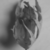 <p> </p><p>Black and White 2: 23. Leaf (October 2009)</p> 23