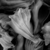 <p> </p><p>Black and White 3: 4. Shell Medley (November 2008 in Tarpon Springs, Florida)</p> 4
