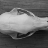 <p> </p><p>Black and White 3: 19. Skull (July 2009 in Minnedosa, Manitoba)</p> 19