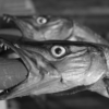 <p> </p><p>Black and White 3: 6. Barracuda (November 2010 in Deerfield Beach, Florida)</p> 6