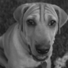 <p> </p><p>Black and White 3: 23. Dog and Rope (June 2010 in Mississauga, Ontario)</p> 23