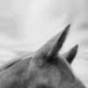 <p> </p><p>Black and White 3: 21. Horse (August 2008 near Castor, Alberta)</p> 21
