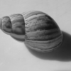 <p> </p><p>Black and White 3: 13. Spiral Shell (June 2010 in Toronto)</p> 13
