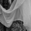 <p> </p><p>Black and White 3: 16. Ghost (November 2006 in Toronto)</p> 16