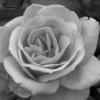 <p> </p><p>Black and White 3: 12. Rose (November 2012 in Toronto)</p> 12
