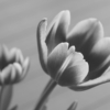 <p> </p><p>Black and White 3: 20. Tulips (March 2010 in Toronto)</p> 20