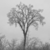 <p> </p><p>Black and White 4: 24. After the Ice Storm (December 2013 in Toronto)</p> 24