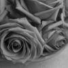 <p> </p><p>Black and White 4: 16. Bowl of Roses (April 2017 in Toronto)</p> 16