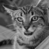 <p> </p><p>Black and White 4: 2. Little Tiger (November 2014 in Toronto)</p> 2