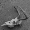 <p> </p><p>Black and White 4: 8. Deer Skull on Concrete (August 2013 in Minnedosa, Manitoba)</p> 8