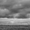 <p> </p><p>Black and White 5: 22. Field of Cows (August 2007 near Castor, Alberta)</p> 22