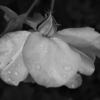 <p> </p><p>Black and White 5: 4. Last Rose (September 2019 in Mississauga, Ontario)</p> 4