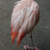 <p> </p><p>Colour 2007-2008: 12. Flamingo (November 2008 in Tampa, Florida)</p> 12