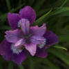 <p> </p><p>Colour 2007-2008: 5. Purple Iris (March 2008 in Mississauga, Ontario)</p> 5