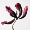 <p> </p><p>Colour 2008-2009: 1. Tulip (March 2009 in Toronto)</p> 1