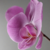 <p> </p><p>Colour 2008-2009: 7. Orchid (May 2009 in Toronto)</p> 7