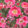 <p> </p><p>Colour 2010-2011: 16. Happy Pink Roses (June 2011 in Toronto)</p> 16