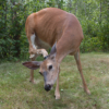 <p> </p><p>Colour 2010-2011: 21. Deer Scratching Head (July 2011 in the Whiteshell, Manitoba)</p> 21