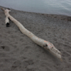 <p> </p><p>Colour 2010-2011: 11. Driftwood Log (May 2010 in Toronto)</p> 11