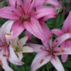 <p> </p><p>Colour 2010-2011: 10. Wet Lilies (August 2011 in Castor, Alberta)</p> 10