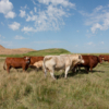 <p> </p><p>Colour 2011-2012: 4. Bull and Cows (August 2012 in Castor, Alberta)</p> 4