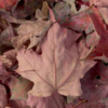<p> </p><p>Colour 2011-2012: 12. Maple Leaves (September 2012 in Toronto)</p> 12