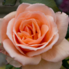 <p> </p><p>Colour 2011-2012: 9. Pink Rose (November 2012 in Toronto)</p> 9